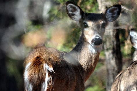 Whitetail Deer Hagerman Wildlife Refuge Lake Texoma Pott Flickr