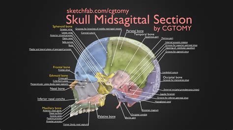 Skull Midsagittal Section Buy Royalty Free 3d Model By Cgtomy
