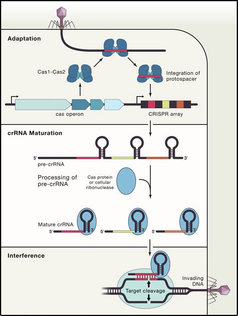 The Biology Of Crispr Cas Backward And Forward Cell