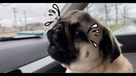 Crying Lonely Pug Youtube