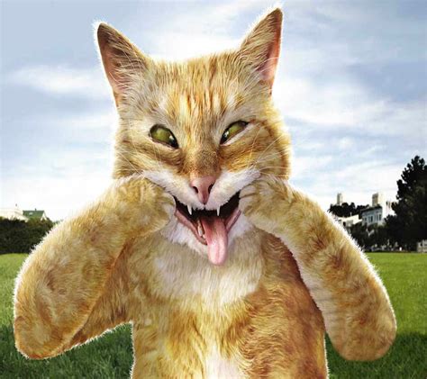 Funny Cats Wallpapers