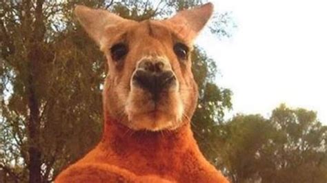 Roger Kangaroo Dies Australian Icon Dies Aged 12 Gold Coast Bulletin