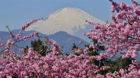 1920x1080 Japan Volcano Mountain Mount Fuji Sakura Fuji Flowering
