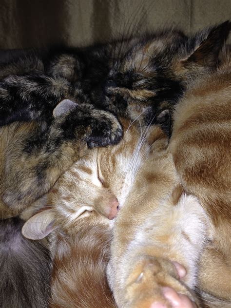 Cuddly kitties. | Furry friend, Furry, Kitty