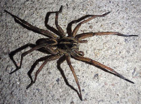While technically, all spiders are venomous, the vast majority of spiders in kansas fortunately, these spiders are easily identifiable, and their presence in kansas is limited. Wolf spider - Tigrosa helluo - BugGuide.Net