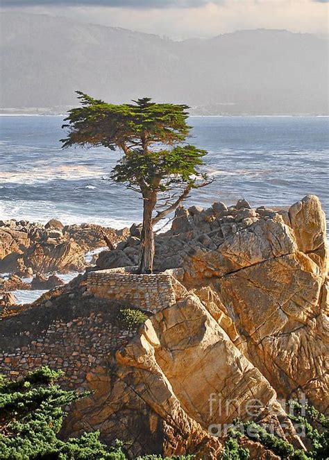Lone Cypress The Icon Of Pebble Beach California Poster By Alexandra