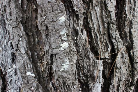 Free Images Nature Branch Wood Trunk Formation Birch Tree Bark