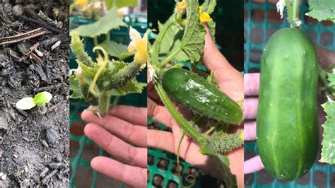 organic cucumbers finally got one😭🥳 organicgardening