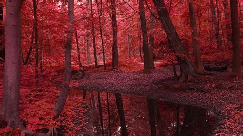 River Between Red Autumn Fall Trees Forest Reflection On Water Hd Red