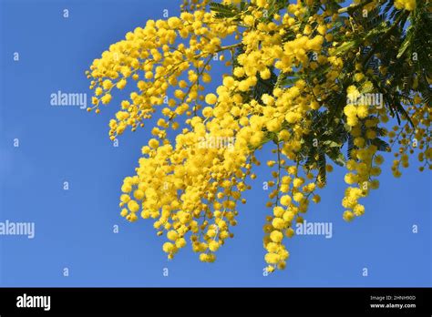 Flowering Mimosa Tree Against Blue Sky Mimosa Blooms Background