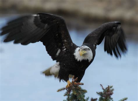 The average female bald eagle is 35 to 38 inches. Bald Eagle wings flapping | This Bald Eagle came in late ...
