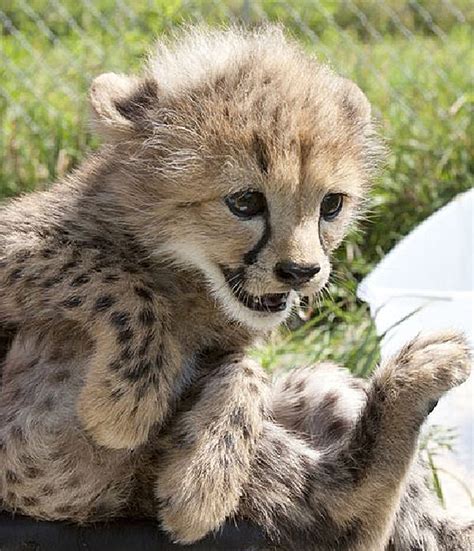 You Wont Want These Baby Leopards To Change Their Spots