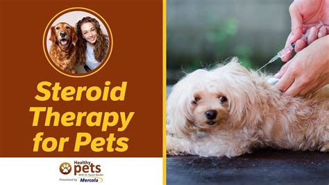 Steroid Therapy For Pets Youtube