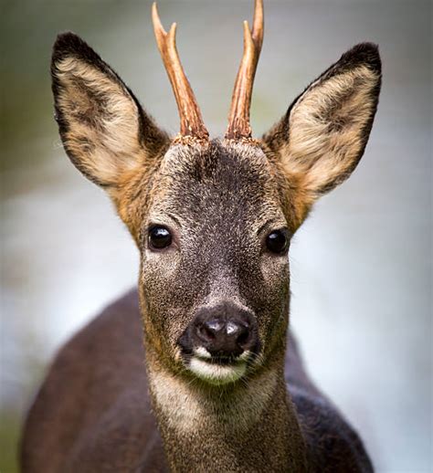 Deer Head Shot Pictures Stock Photos Pictures And Royalty Free Images