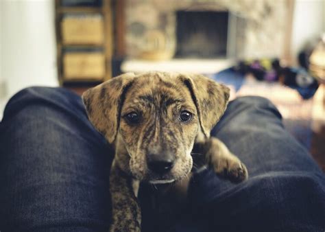 7 Facts About The Mountain Cur Dog Breed Every New Owner Must Know