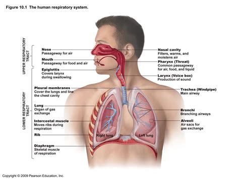 Respiratory Anatomy