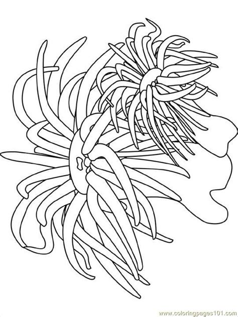 This has been a project long in the making, but has started to pick up steam. Sea Anemone Coloring Page - Free Seas and Oceans Coloring ...