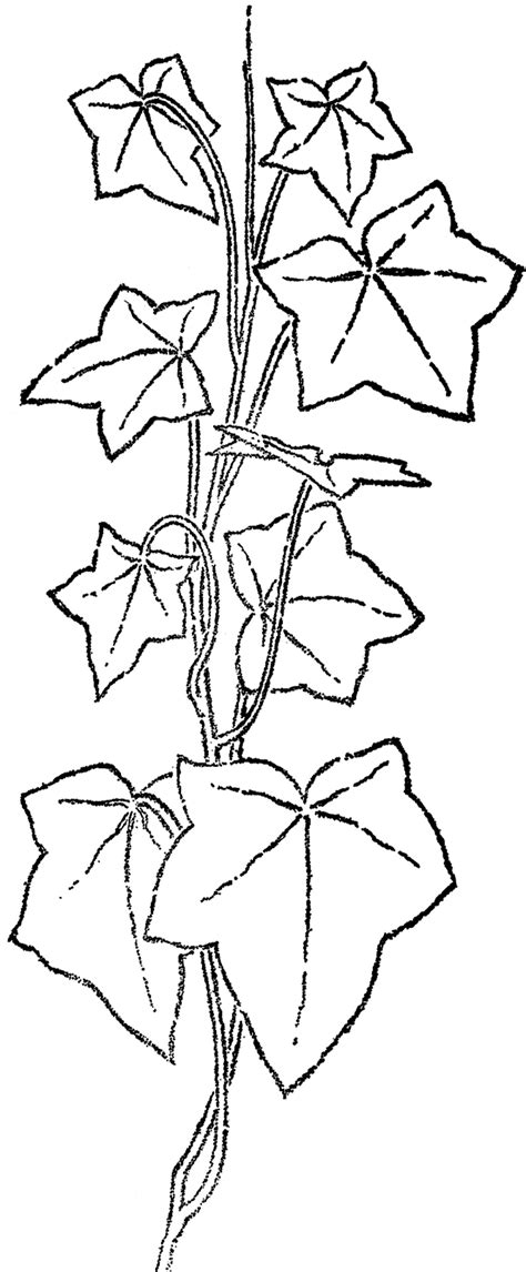 Vine Line Drawing At Explore Collection Of Vine