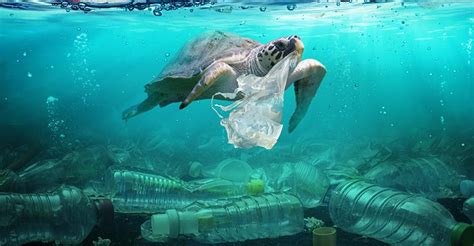 Us Reps Unveil Next Step To Remove Prevent Marine Pollution Waste360