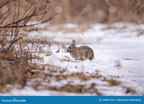 Eastern Cottontail Rabbit Near Snowy Burrow Royalty Free Stock Image