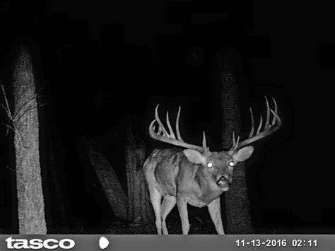 Big Bucks Poached In Grayson County Texas Deer Hunting