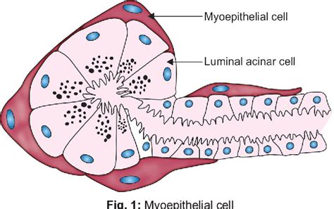 Figure 1 From The Ambiguous Salivary Myoepithelial Cells Semantic