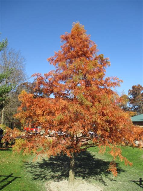 Katsura Heronswood Globe For Sale Apple Red Love You