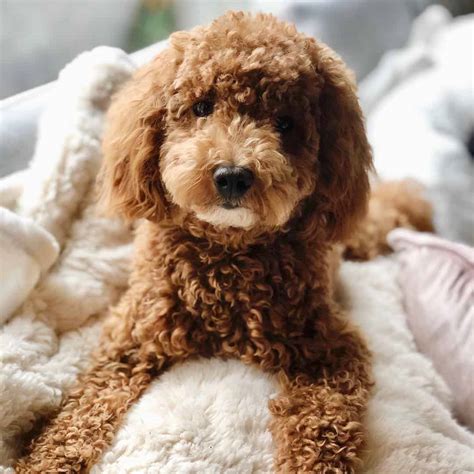 Typically, most doodles you get via adoption cost in the range of $500 or less. Is there a Miniature Goldendoodle? Yes, there is! - K9 Web