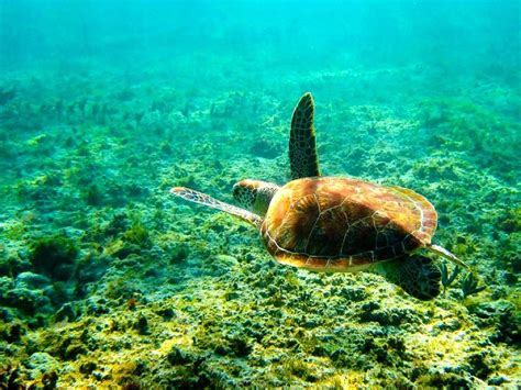 47 Bing Wallpaper Sea Turtle On Wallpapersafari
