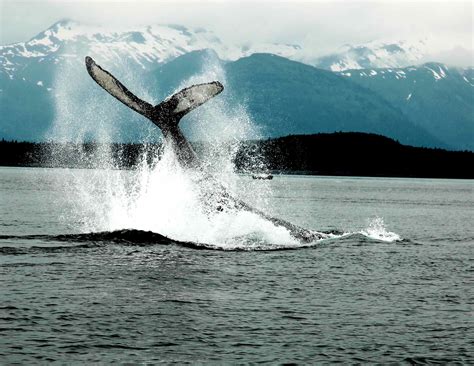 Harv & Marv’s Outback Alaska Whale Watching Guides Visitors to the Whales