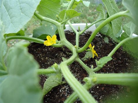 Thyme To Garden Now Growing Supermarket Cantaloupe