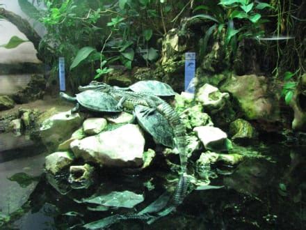Zoologischer garten und aquarium berlin. "Krokodil und Schildkröten" Bild Aquarium (Zoologischer ...