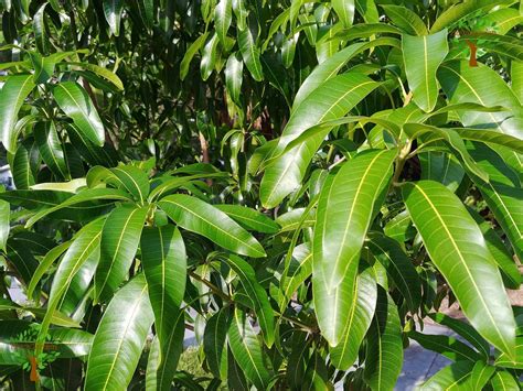 Fresh Mango Leaves 25 Leaves For Wedding Herbs Event Tea Birthday Ceremony Ritual And