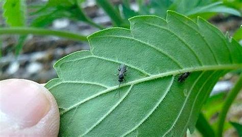 Most Common Pests In Cannabis Fungus Gnats Fast Buds