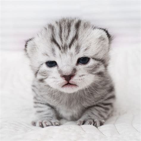Omg Tiny Gray Kitten 😍 😍 Tinycat Kitten Graykitty Tiny Tiny