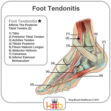 The golgi tendon organ (gto) (also called golgi organ, tendon organ, neurotendinous organ or neurotendinous spindle) is a proprioceptive sensory receptor organ that senses changes in muscle tension. 35 Foot Diagram Tendons - Wiring Diagram List
