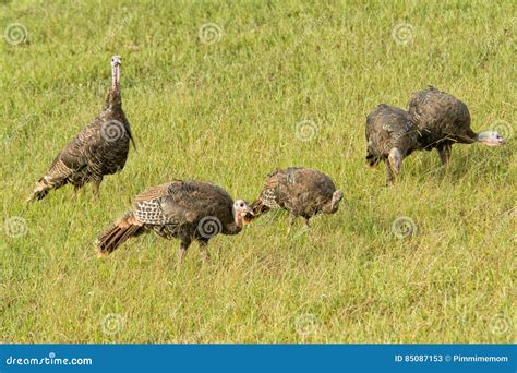 Flock Of Wild Turkeys Foraging On A Field Stock Image Image Of Autumn