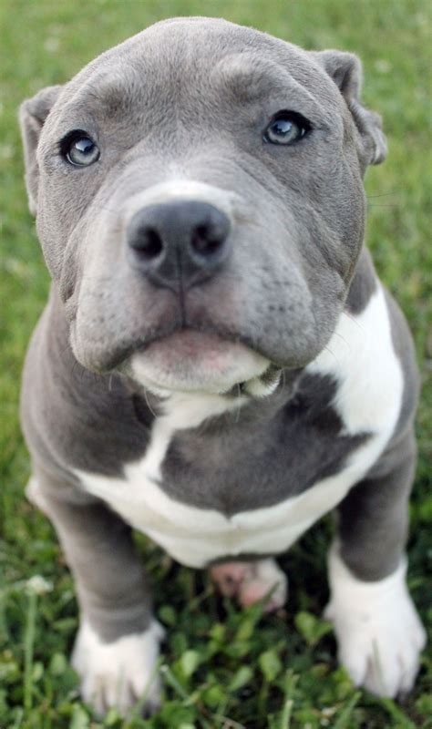 Blue Nose Pitbull Facts And Everything You Need To Know