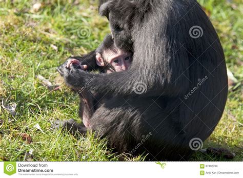 Chimpansee Mother And Baby Stock Photo Image Of Black 87492786