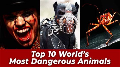 Top 10 Worlds Most Dangerous Animals Youtube
