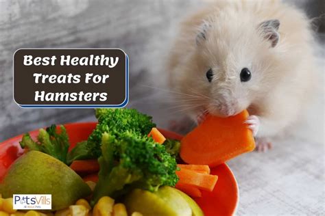 19 Healthy Treats For Hamsters They Will Love