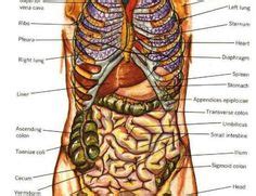 Relative location in the anatomical position : Human Organs Diagram Back View | Health and Wellbeing ...