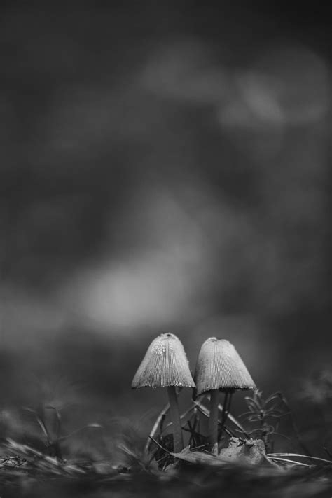 Download Grayscale Mushroom Aesthetic Wallpaper | Wallpapers.com