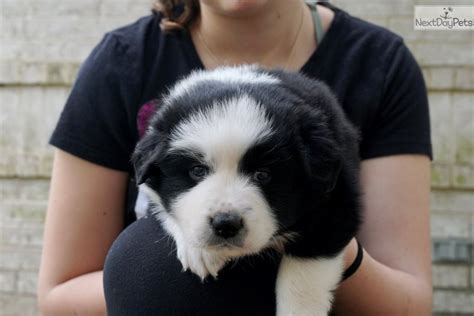 These dutch shepherds are available for adoption in houston, texas. Faye Akc: Australian Shepherd puppy for sale near Houston, Texas. | 2e1571f0-08f1