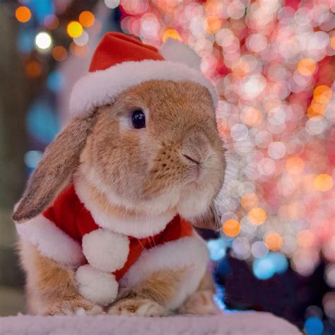 Christmas Rabbit Cute Bunny Pictures Pet Bunny Cute Baby Animals