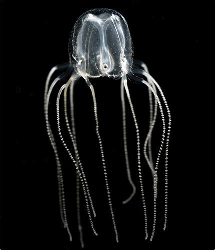 Much More To Jellyfish Than Plasma And Poison The New York Times