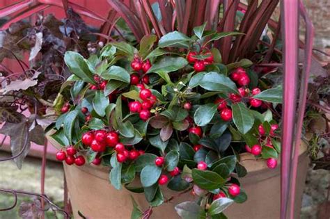 Best Plants For Winter Containers