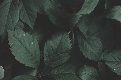 Dark Leaf Background