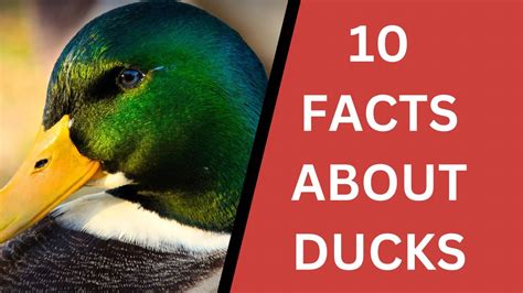 10 Interesting Facts About Ducks Educational Facts Youtube