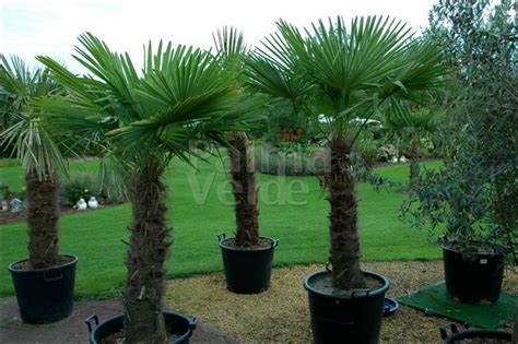 They will survive quite happily across most of the uk and are easy to grow making them a must have in your garden. Trachycarpus fortunei - Chinese windmill palm - Palma ...
